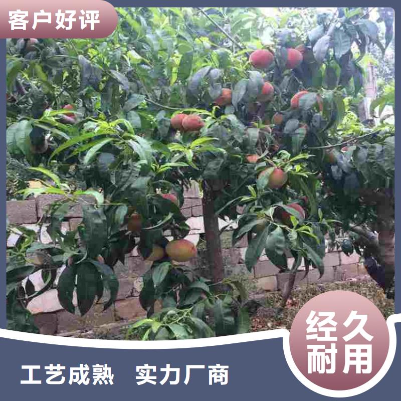 重信誉桃树苗供货商