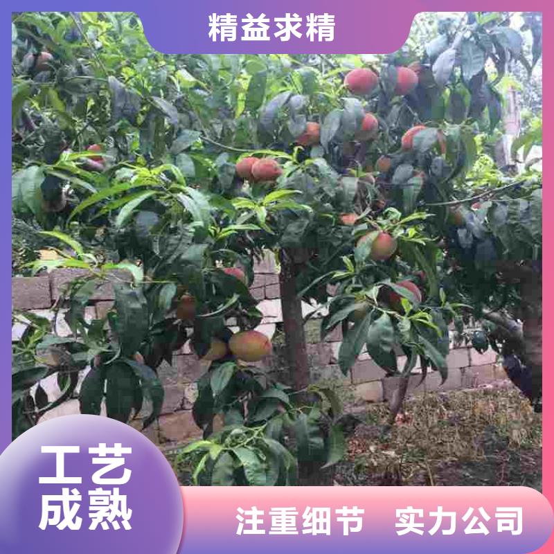 值得信赖的桃树苗供应商
