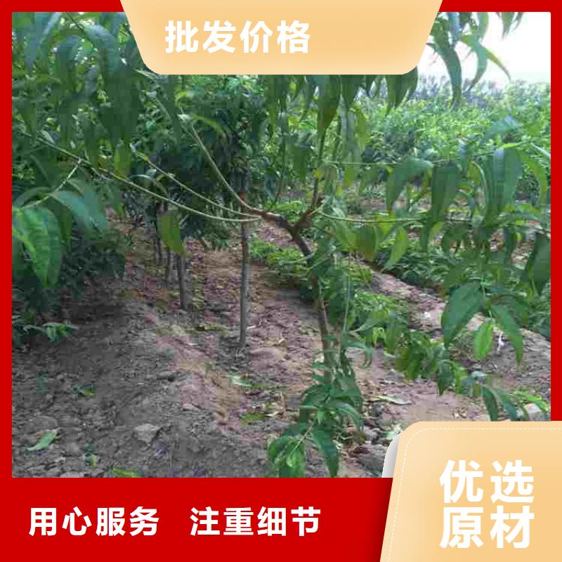 桃树苗-买贵可退