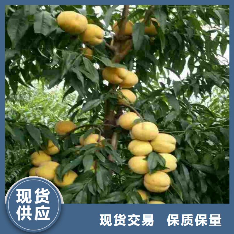 桃树苗厂家批发价格