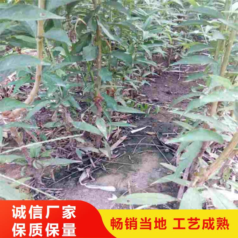 桃树苗厂家-价格低