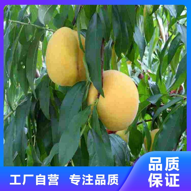 桃树苗现货批发