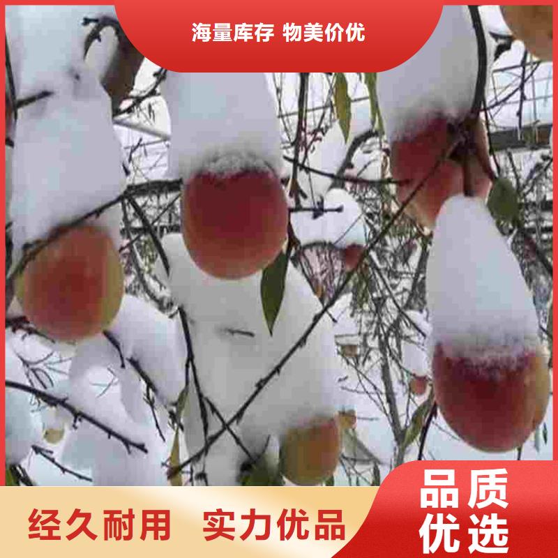 生产桃树苗的实力厂家