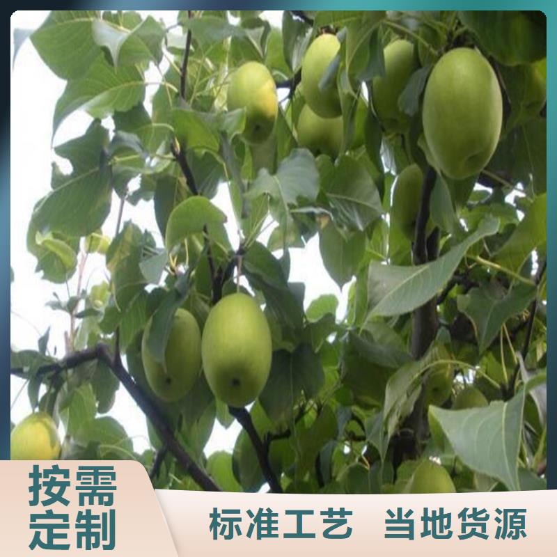梨树苗生产厂家、批发商