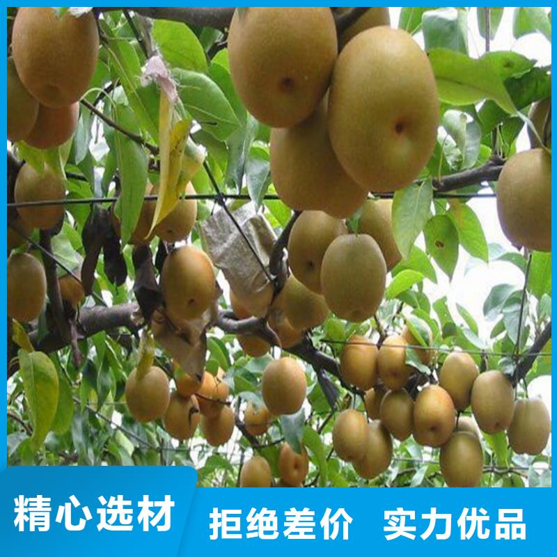 梨树苗厂家行业口碑好