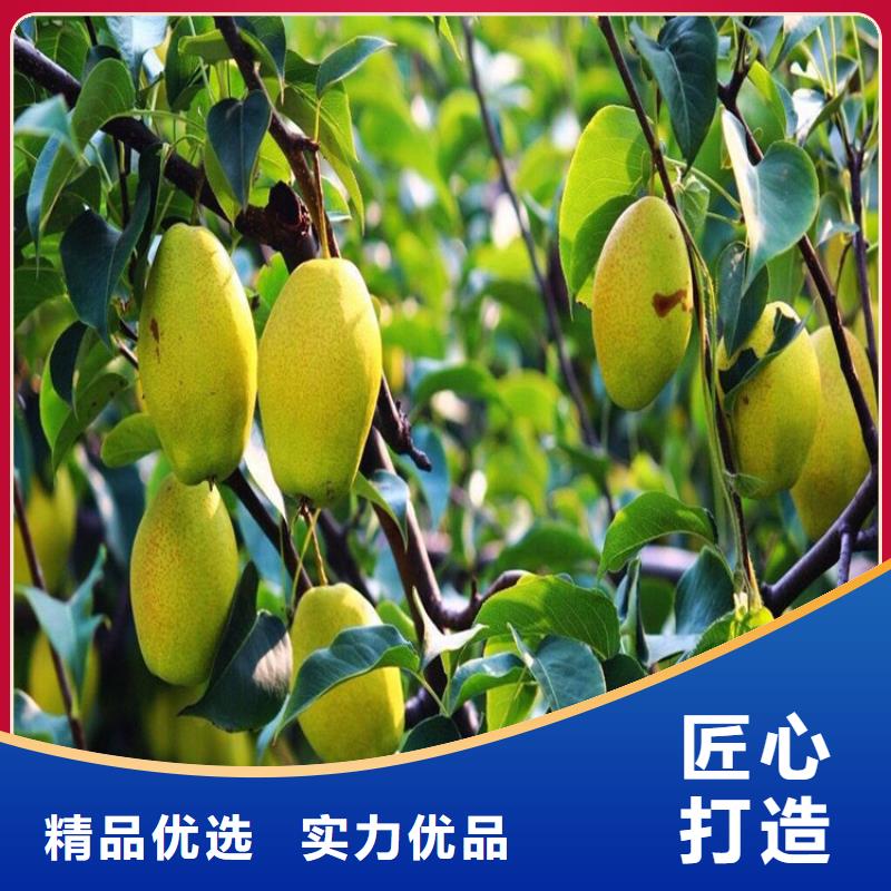 梨树苗品种多价格低