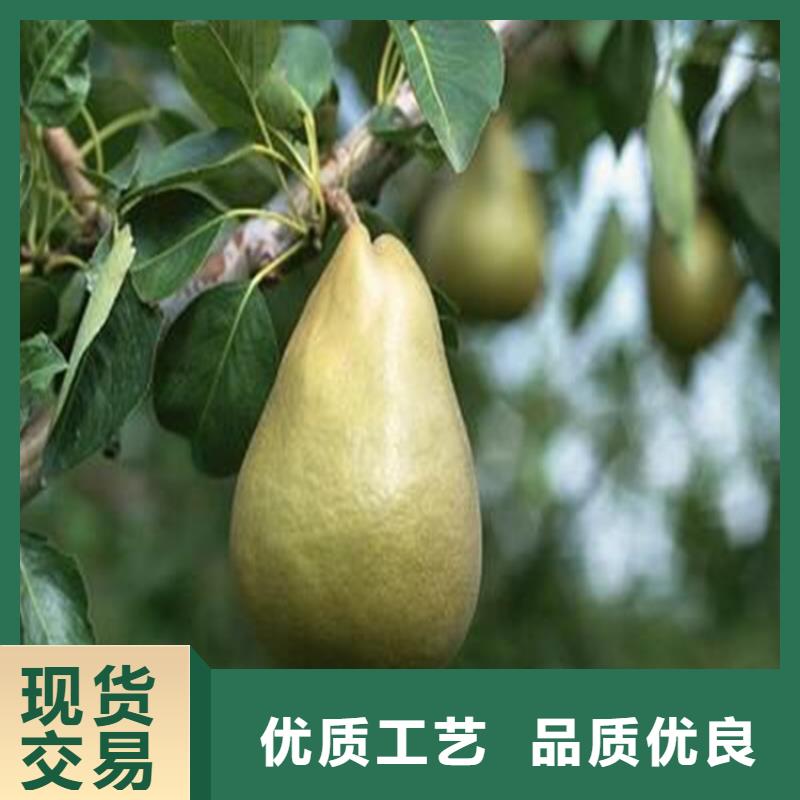 梨树苗厂家实力可靠