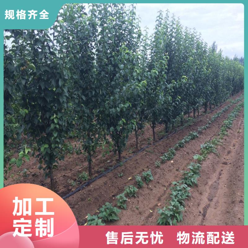 供应批发梨树苗-放心