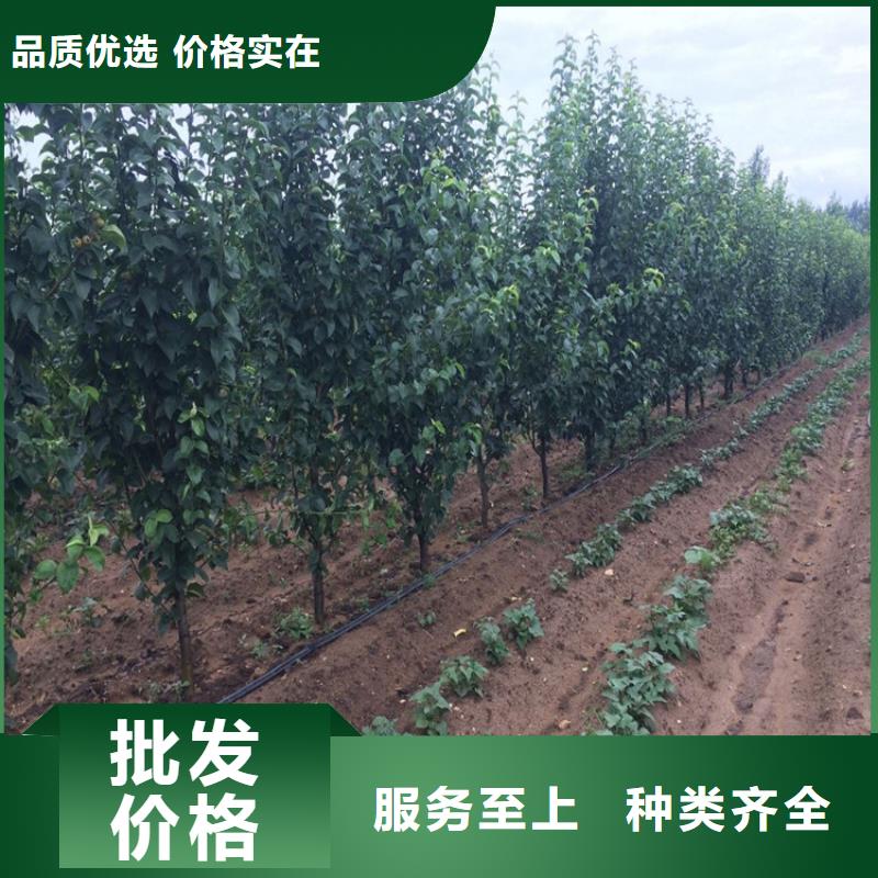 梨树苗-梨树苗保质