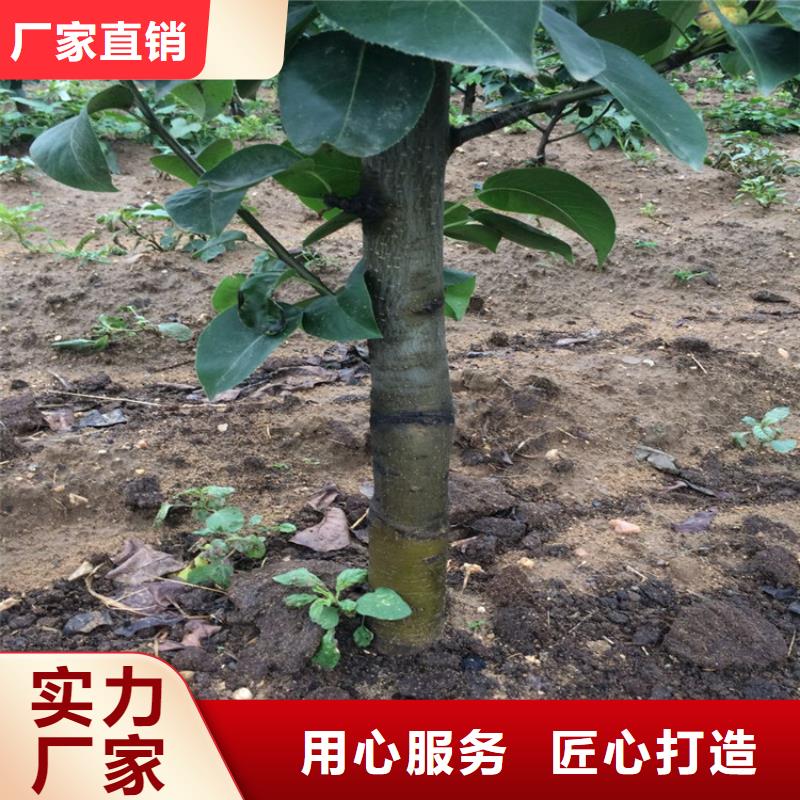 优选：梨树苗基地