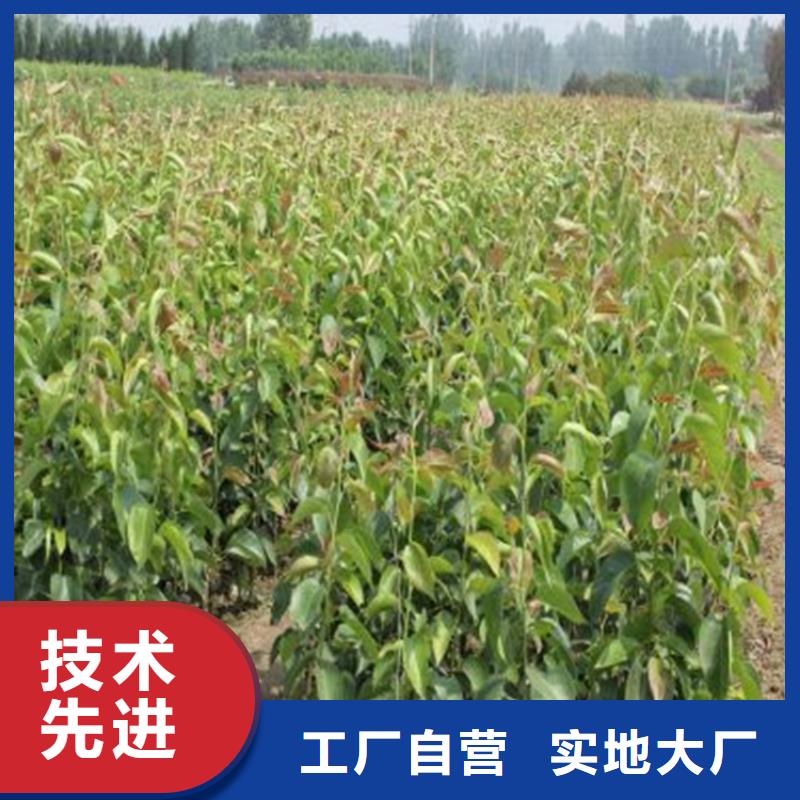 梨树苗生产制造厂家
