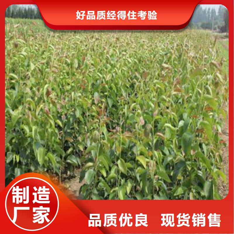 梨树苗厂家-只为制造精品