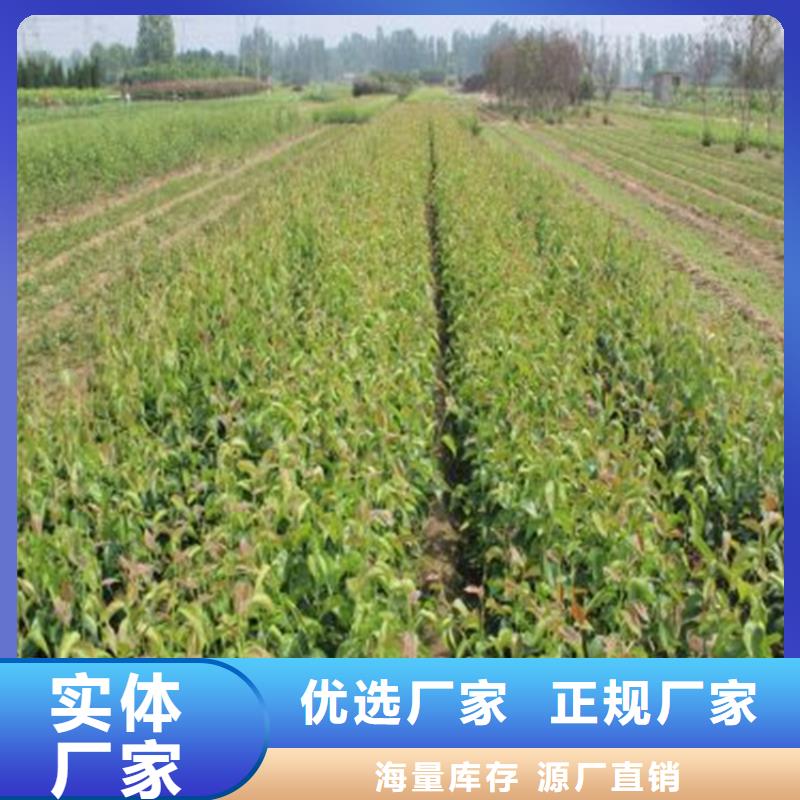 梨树苗多年老厂