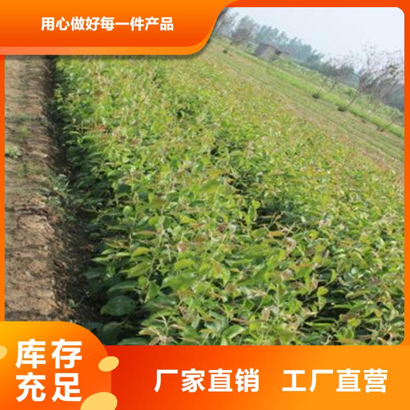 梨树苗守信用生产厂家