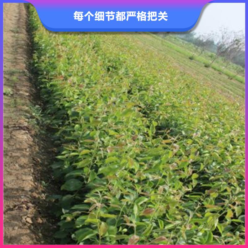 靠谱的梨树苗生产厂家