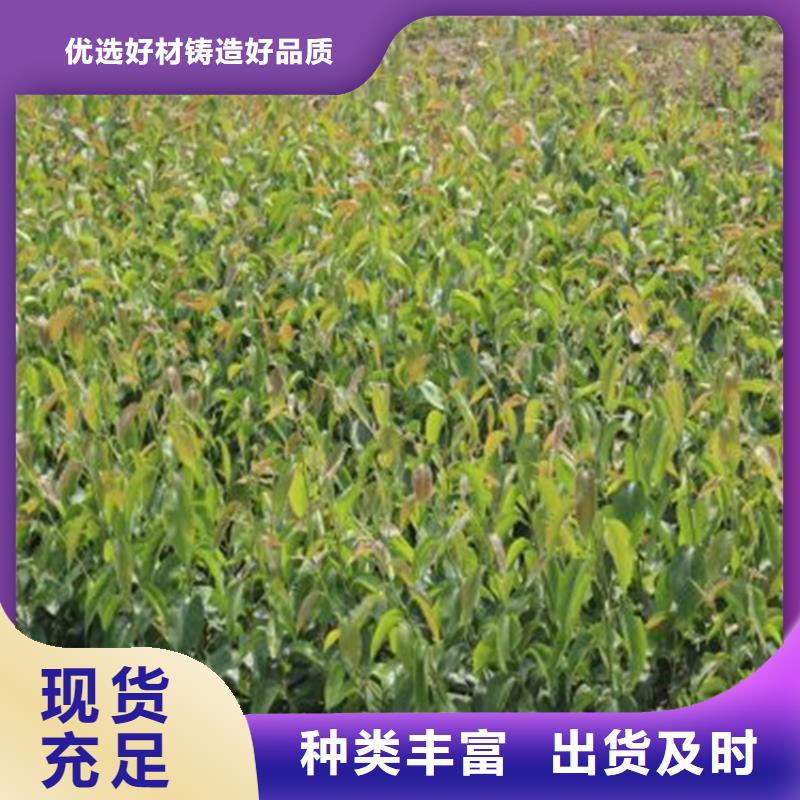 服务周到的梨树苗公司