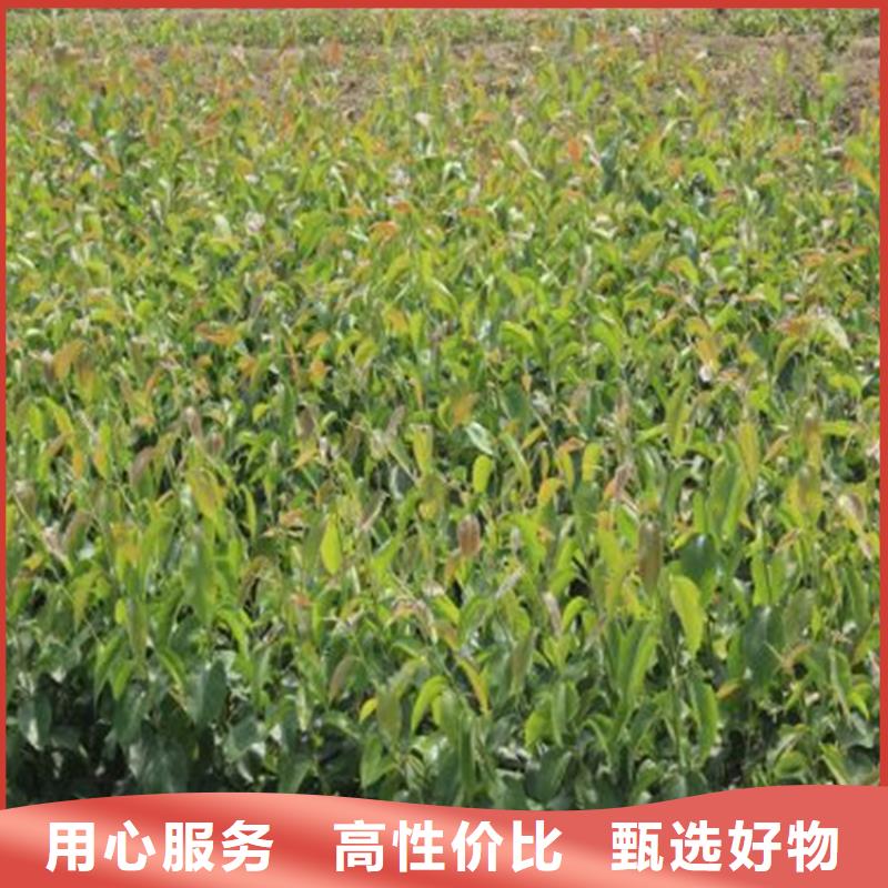 梨树苗-只做精品