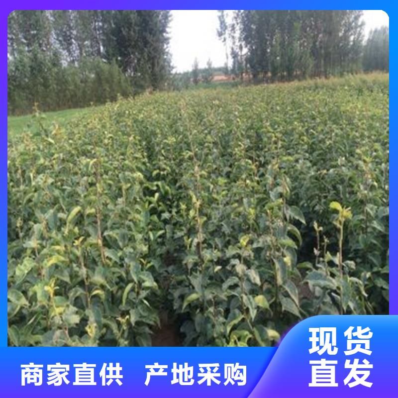定制梨树苗_精选厂家