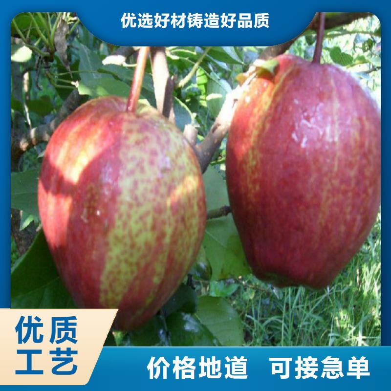 2025库存充足##梨树苗##货到付款