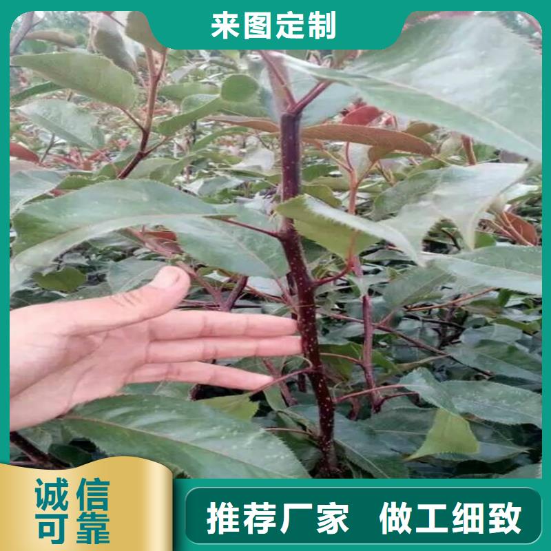 靠谱的梨树苗生产厂家