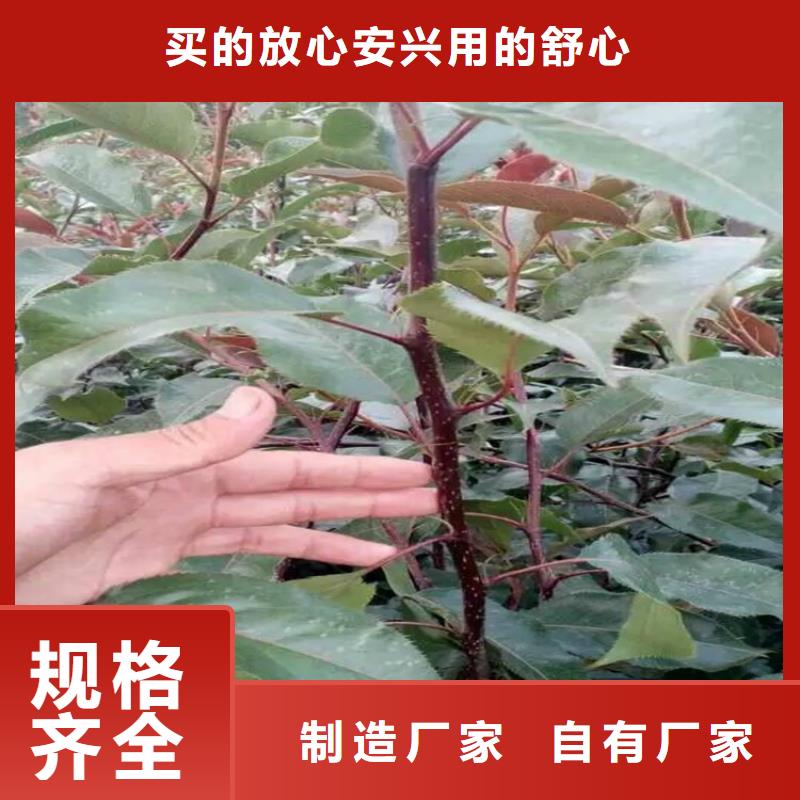 梨树苗货源稳定