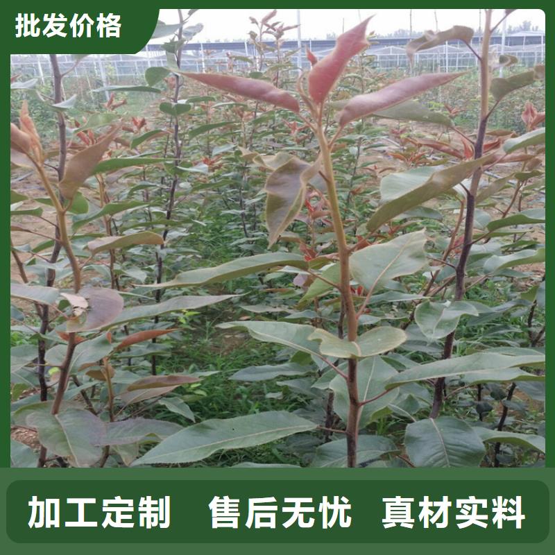 质量可靠的梨树苗销售厂家