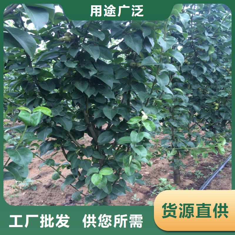 优惠的梨树苗供应商