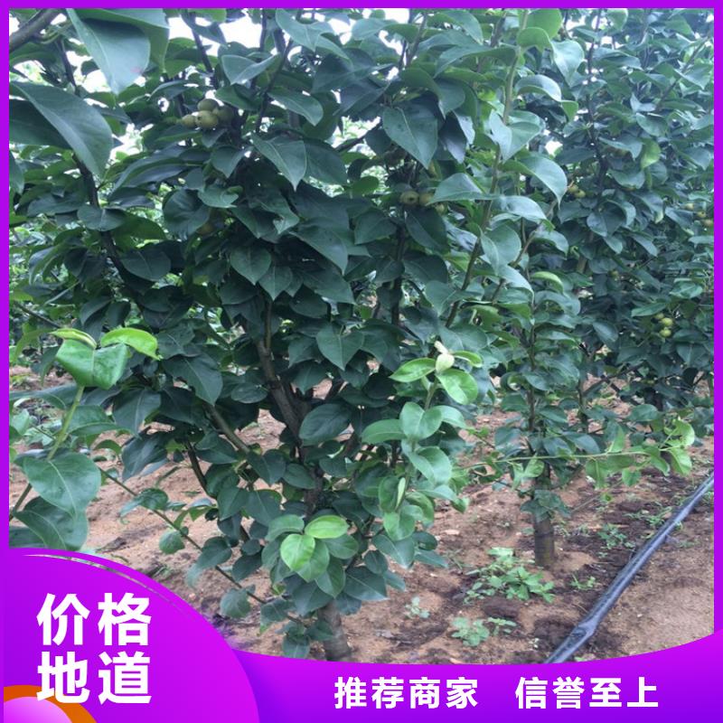 销售梨树苗_优质厂家