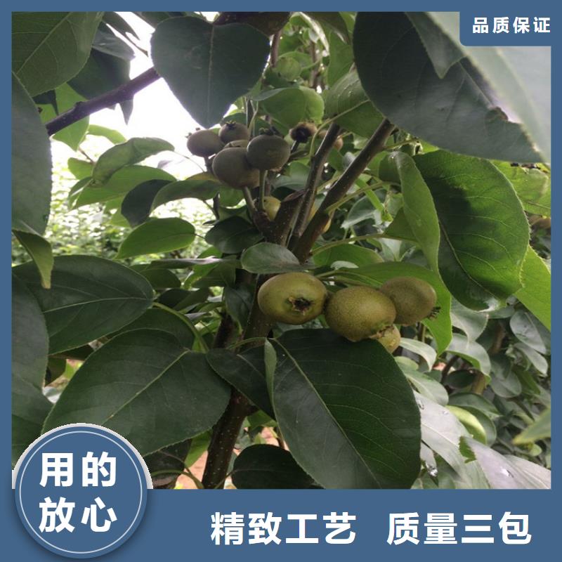 梨树苗-点击咨询