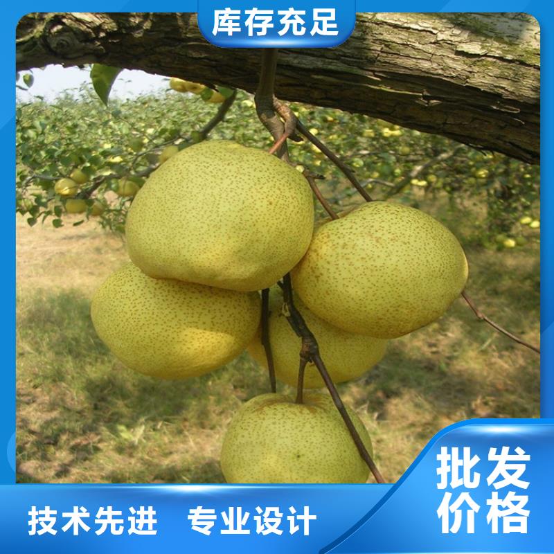 梨树苗用途
