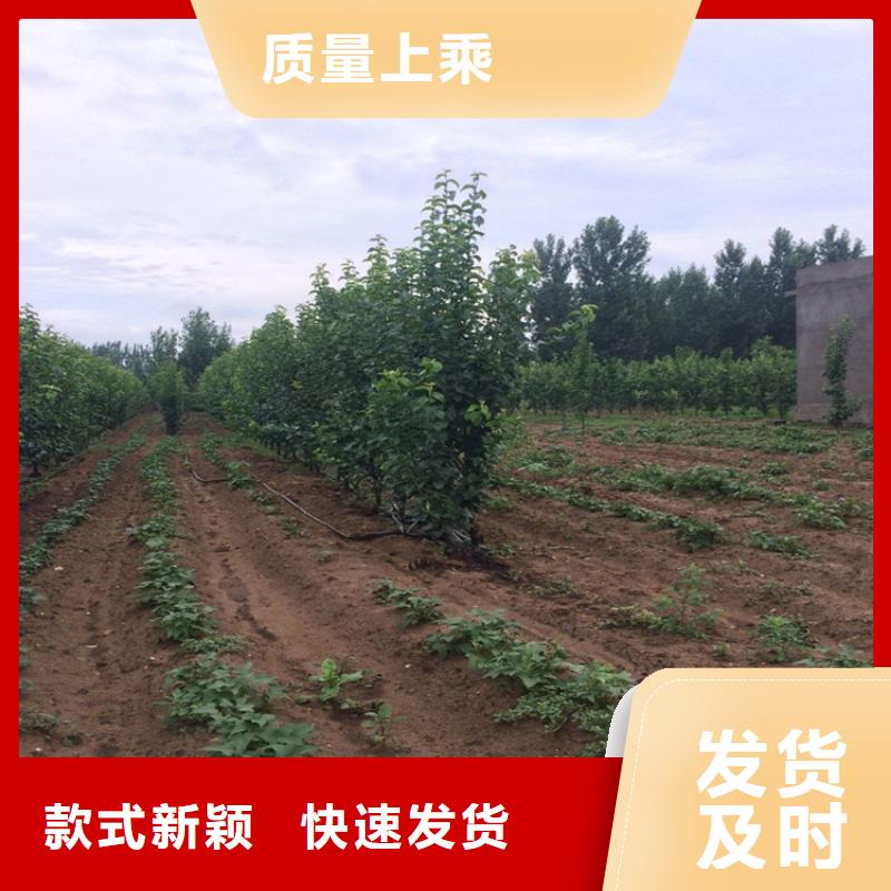 梨树苗|梨树苗厂家现货