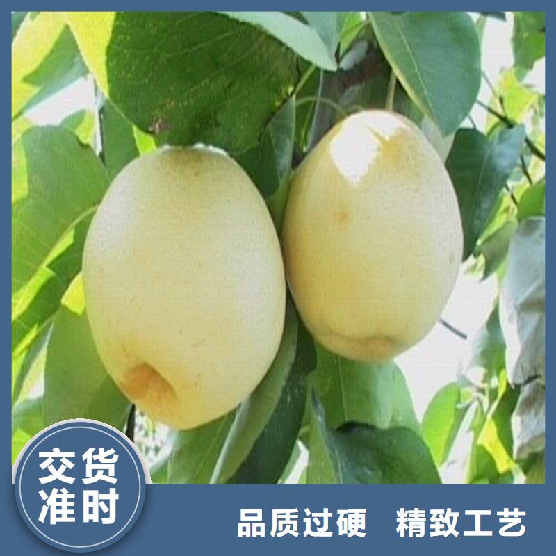 梨树苗厂家/欢迎致电