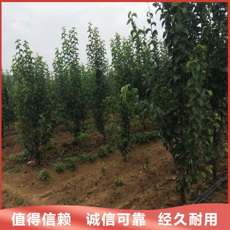 梨树苗正规工厂有保障