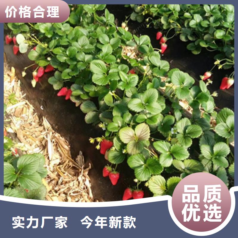 ##草莓苗厂家