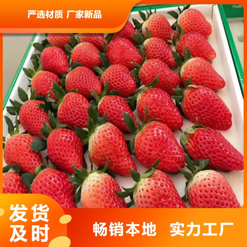 价格低的草莓苗厂家