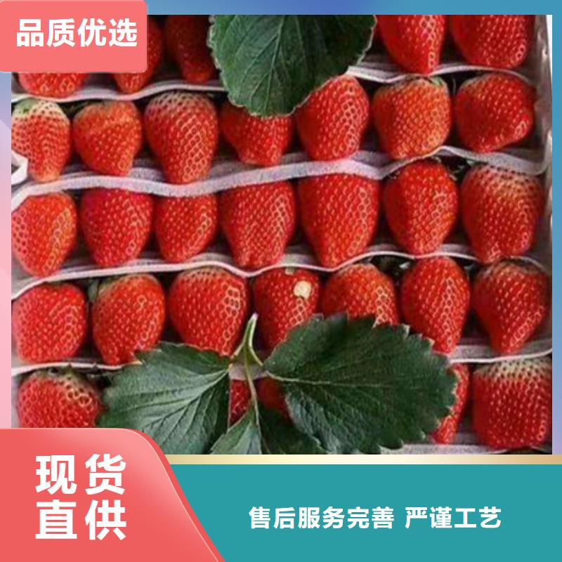 草莓苗厂家及时发货