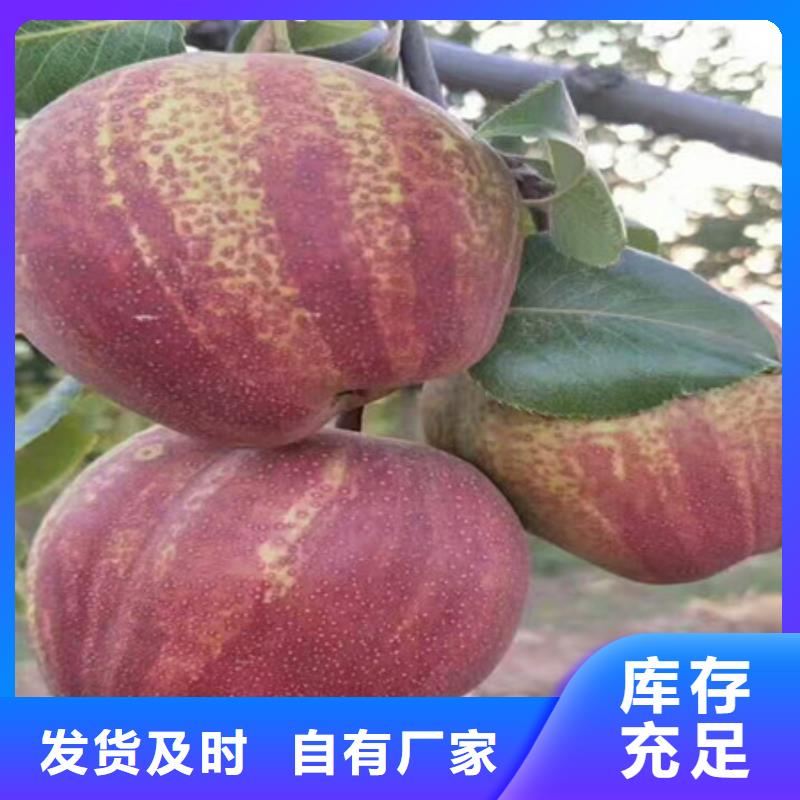 桃树苗、桃树苗生产厂家-价格合理