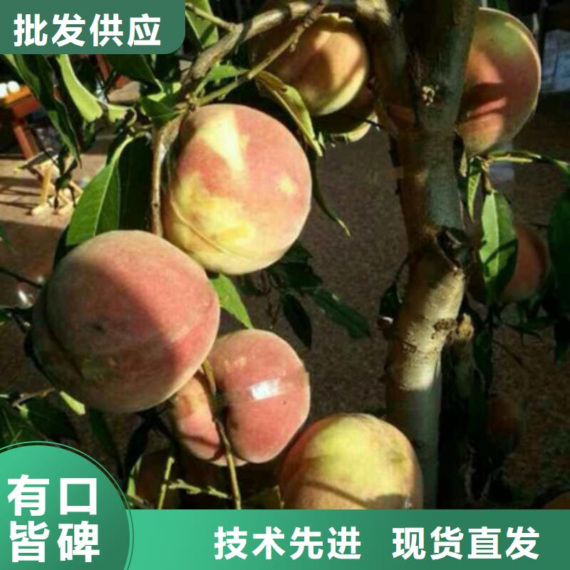 销售桃树苗-盛鑫园艺场