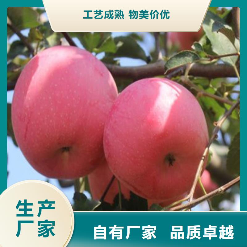 桃树苗远销各地