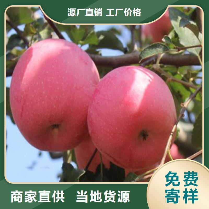 可定制的桃树苗品牌厂家