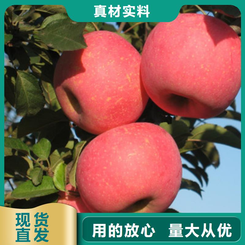 桃树苗实体厂家质量有保障