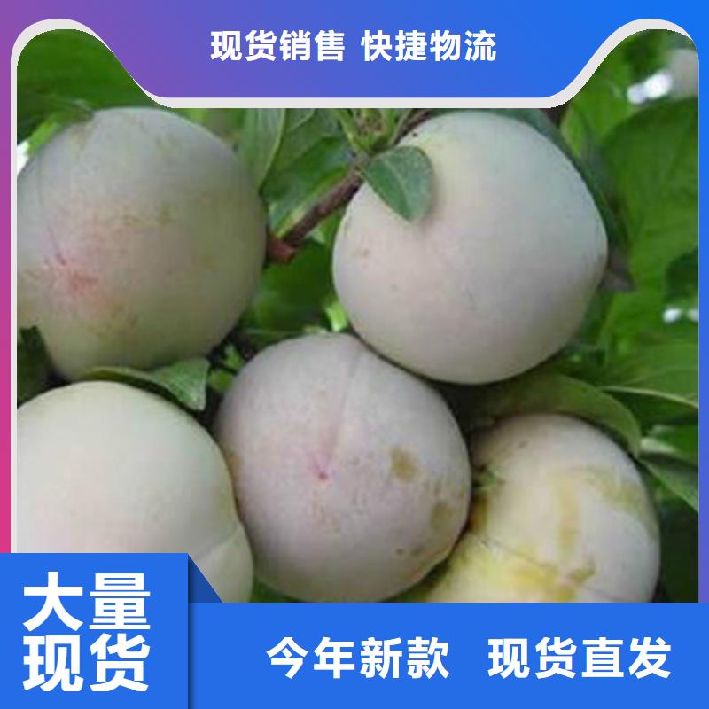 2025经验丰富#桃树苗定制#源头厂家