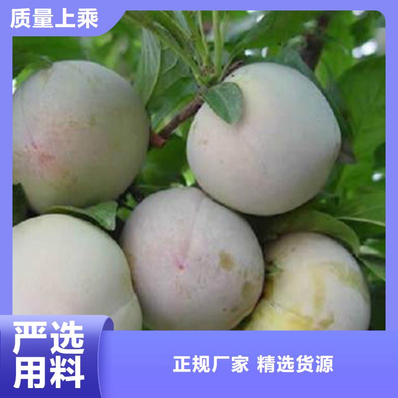 桃树苗老品牌高品质