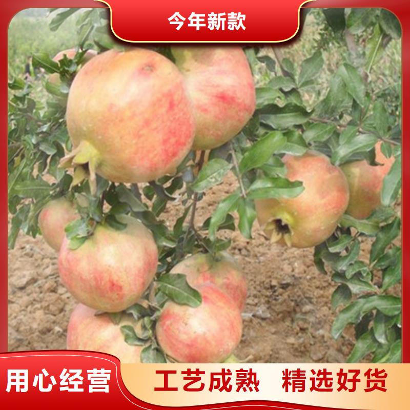 桃树苗_价格实在