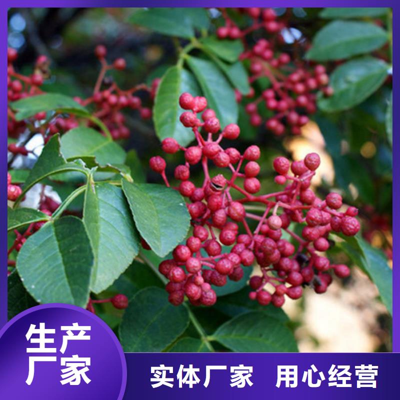 桃树苗厂家地址