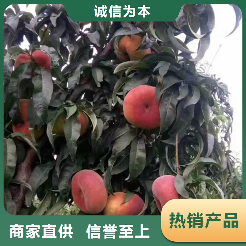 桃树苗_价格实在