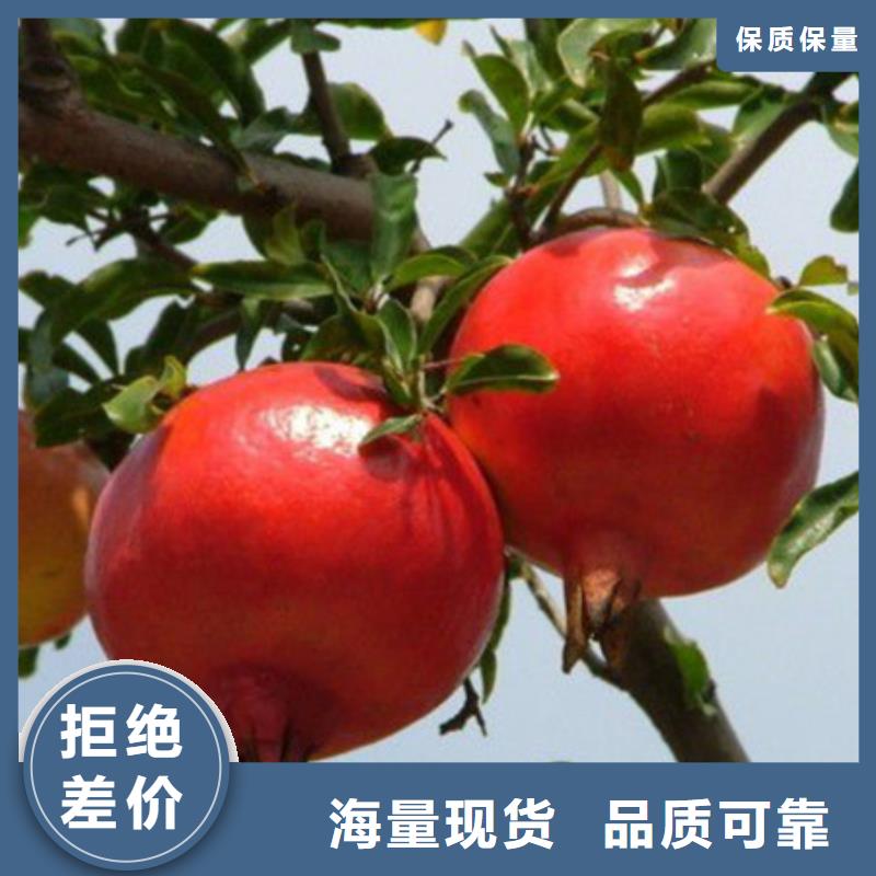 桃树苗-桃树苗现货供应