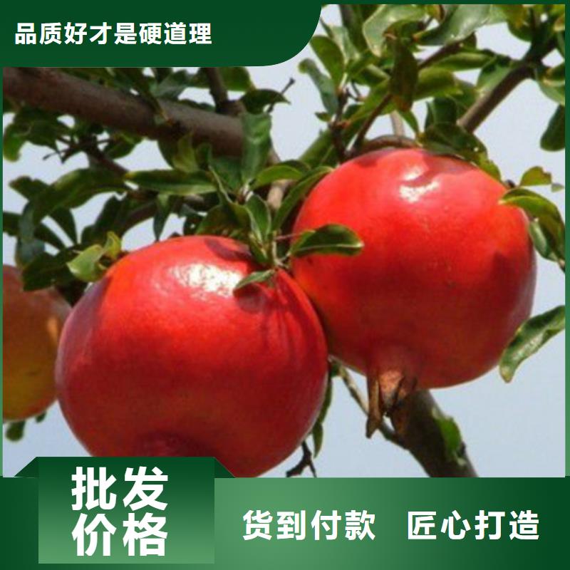 桃树苗优选货源