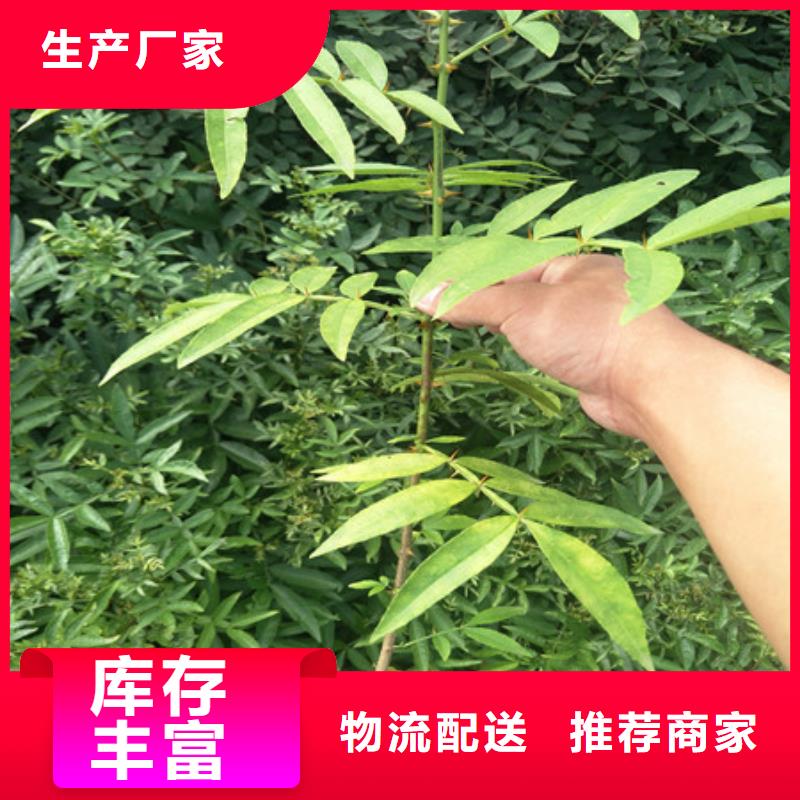 销售桃树苗-盛鑫园艺场
