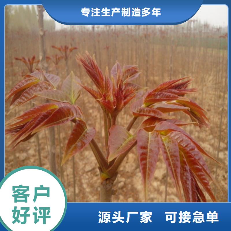 生产桃树苗_精选厂家